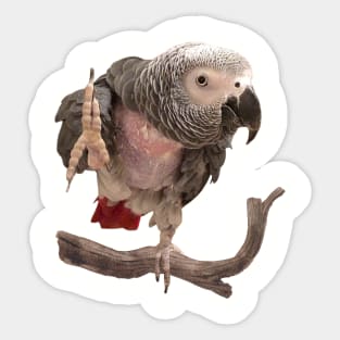 Einstein Parrot Waving Sticker